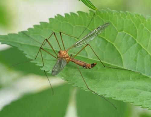 Réf. 254 451 : Tipula sp.